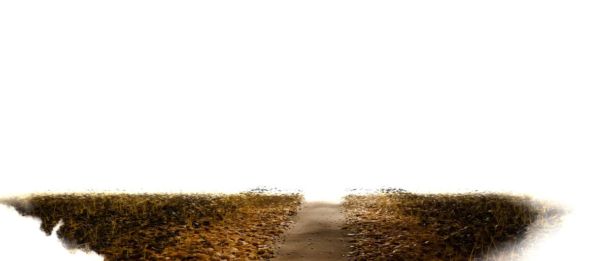 The foreground: a band of leaf litter and grass along the bottom with the path cut through it, and nothing at all above.
